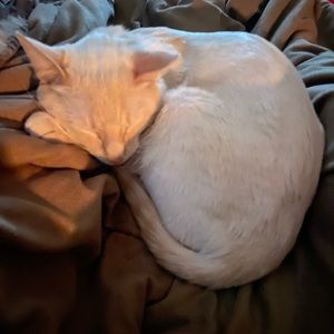 Meet your Posher, Amy